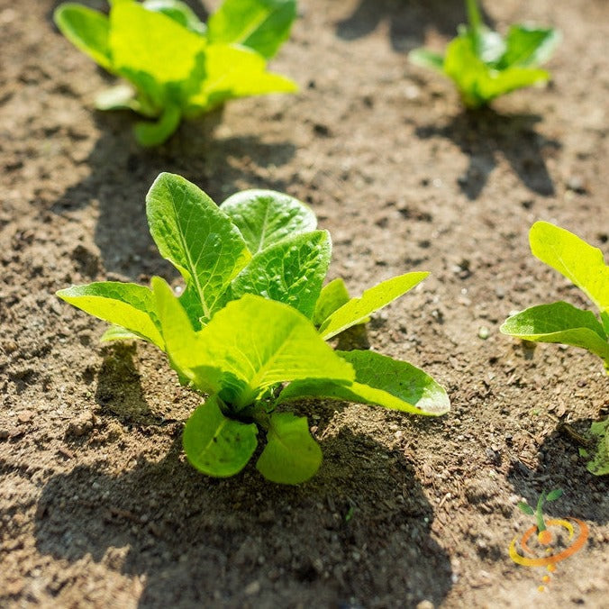 Young Tom Thumb lettuce plants growing in soil with bright green leaves and sunlight