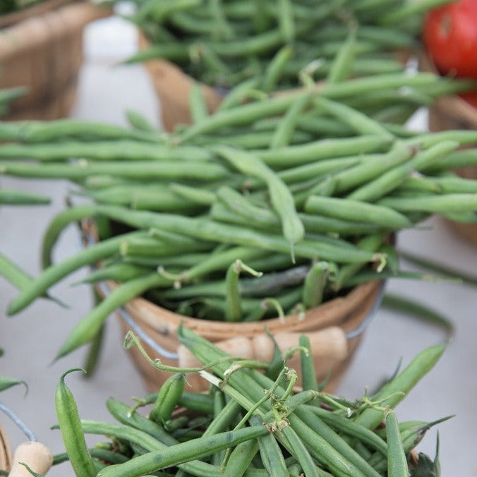 Bush bean plant with green pods and leaves, SeedsNow Provider bush bean seeds in a natural outdoor setting.