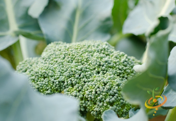 Fresh green broccoli from SeedsNow, Waltham seeds variety, shown as a close-up of vibrant broccoli florets.