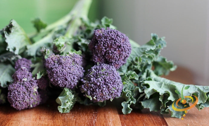 Early Purple broccoli seeds by SeedsNow, close-up of vibrant purple broccoli florets and green stalks in a garden setting.