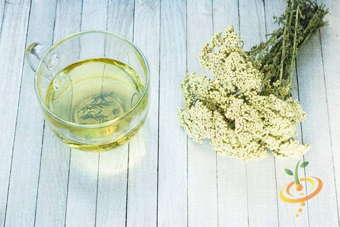 Cup of yarrow herbal tea beside dried yarrow flowers on wooden surface