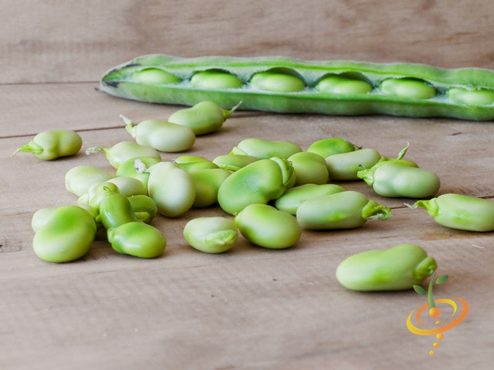Lima bush bean plant with green beans growing on the Henderson SeedsNow farm in a garden setting.