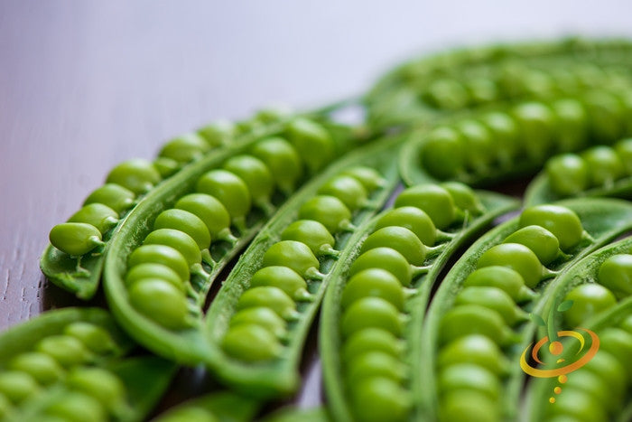 Close-up of fresh green Wando pea pods opened to show seeds inside on wooden surface