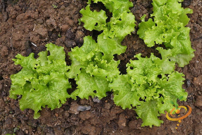 Salad Bowl Green Lettuce growing in soil with bright green curly leaves