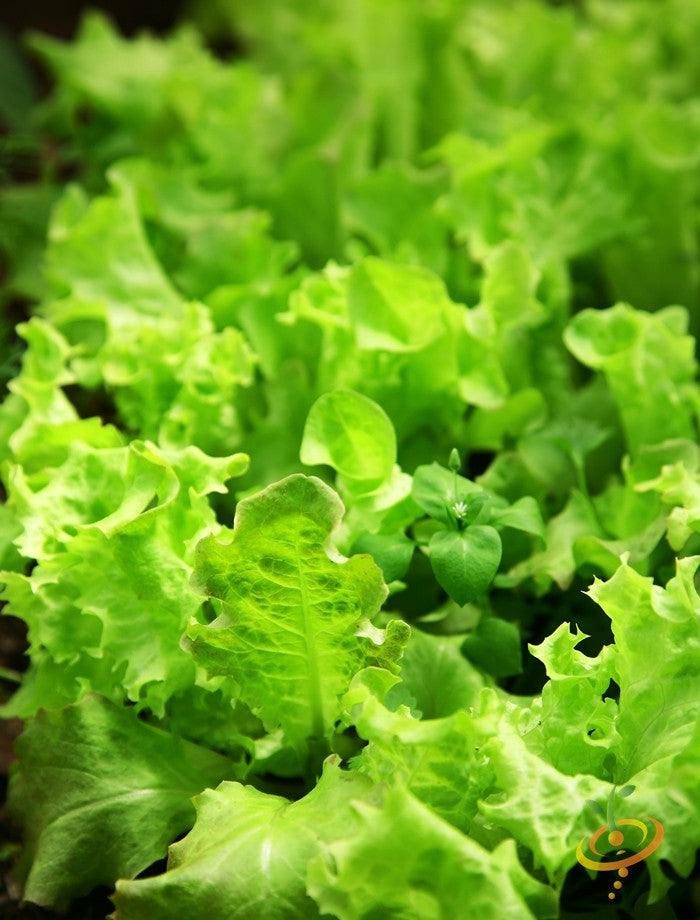 Fresh Salad Bowl Green Lettuce leaves growing in a garden bed