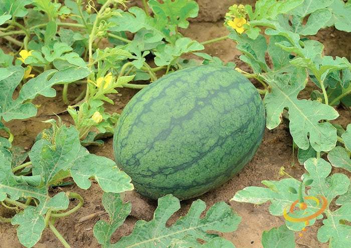 All Sweet Watermelon seeds growing a large green watermelon on vine in soil with green leaves and yellow flowers.