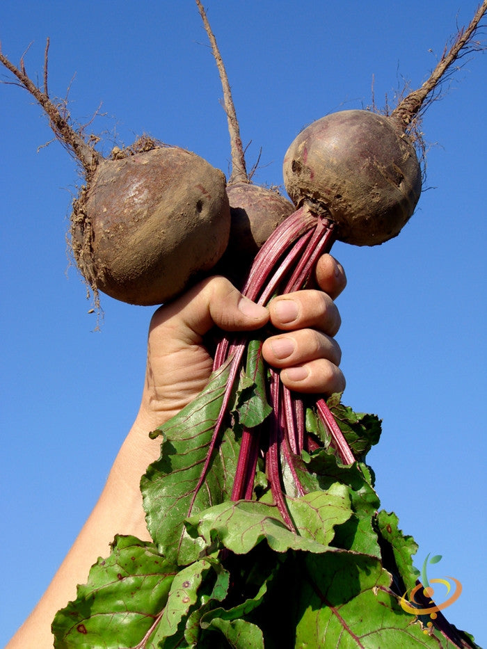 Dark red Detroit beet seeds from SeedsNow, showcasing vibrant beet seed packets on a white background.