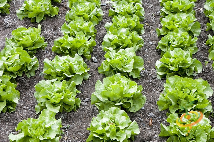 White Boston Butterhead lettuce seeds from SeedsNow, showing small green seed packets with lettuce seed illustrations.