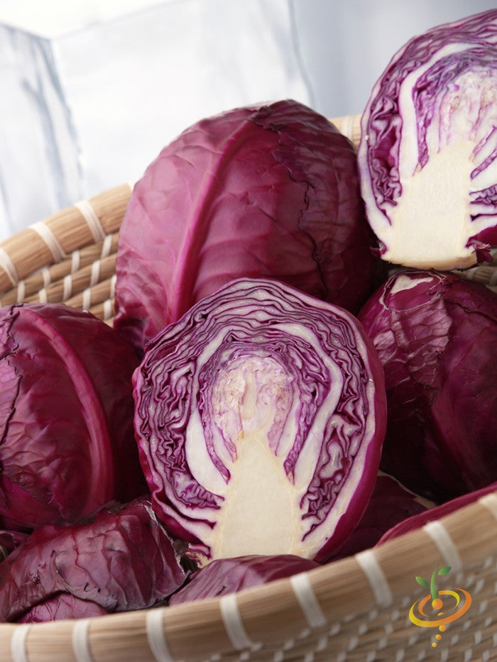 Red Acre seeds cabbage with deep red, globe-shaped heads in a basket