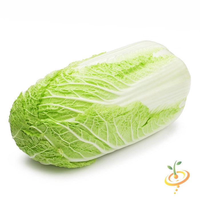 Fresh green Cabbage - Charleston Wakefield on white background