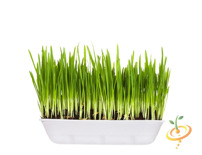 Fresh barley grass sprouts from SeedsNow, showcasing vibrant green microgreens in a close-up shot.