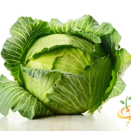 Order Copenhagen cabbages seeds to buy online in the USA. Early, 6" round, 3-4 lbs. Shop open-pollinated OP, USA-quality, Heirloom, NON-GMO, organic seeds & more!