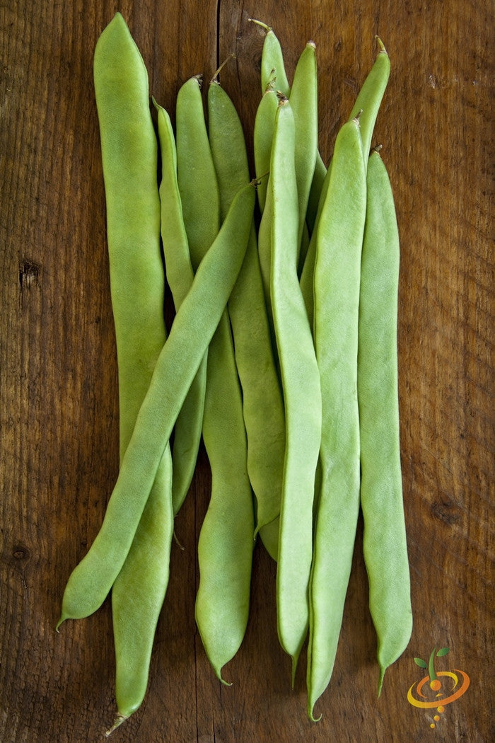 Fresh Romano Pole Bean pods on wooden surface showcasing flat, stringless green beans ideal for gardening and cooking