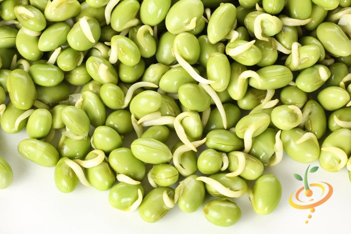 Fresh Lima bean (Henderson variety) from SeedsNow, showing plump green beans with smooth skin, ready for cooking.