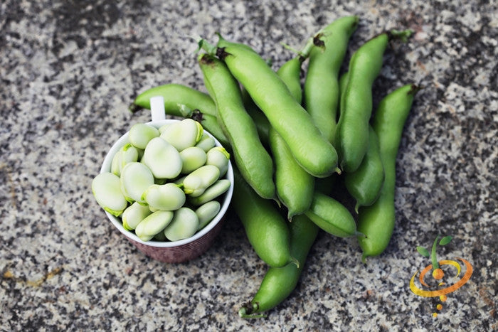 Fava bean seeds from SeedsNow, Broad Windsor variety, shown in a close-up image with green beans and seed pods.