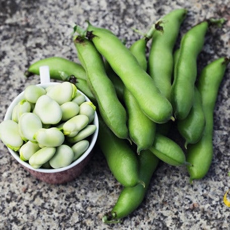 Shop Broad Windsor Fava Bean seeds online in the USA! Cold hardy, Nutritious, protein-rich beans, 3-4' tall plant. Fresh USA-quality heirloom organic non-GMO seeds!
