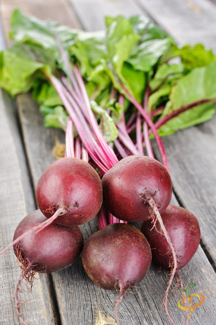 Fresh early wonder beet from SeedsNow, showcasing vibrant, round beet roots with lush green leaves on a garden background.