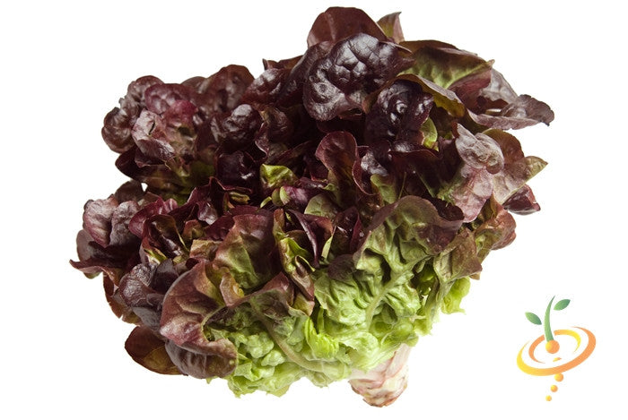 Romaine lettuce with red-tipped leaves, fresh and vibrant, ideal for gourmet dishes and easy to grow.