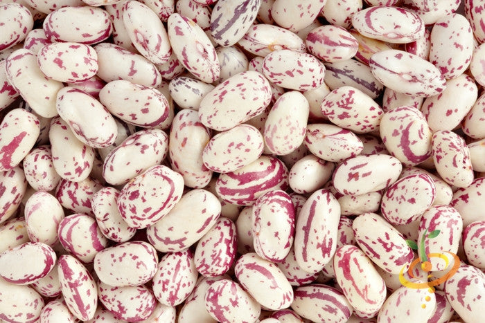 Bush Tongue of Fire bean seeds from SeedsNow, showing vibrant red and green bean pods on a bush plant.