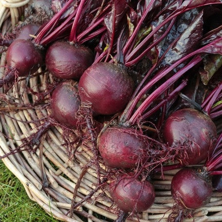 Bulls Blood Beet seeds to buy online in the USA. Cold-hardy Dark red beet, 60 days to maturity! Open-pollinated, USA-quality, Heirloom, organic garden seeds & more!
