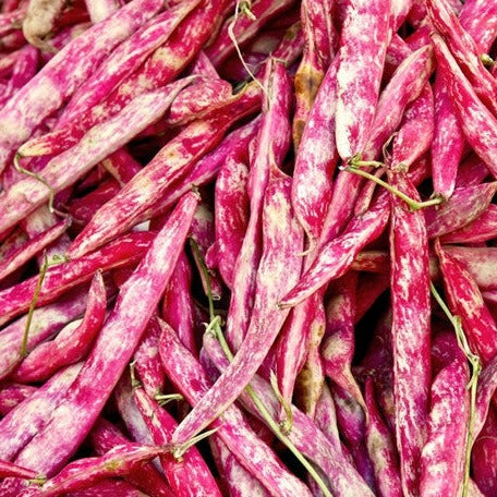 Buy Borlotti Bush Bean (Phaseolus vulgaris) seeds! Old Italian heirloom. USA-quality heirloom OP organic non-GMO seeds and more for your organic vegetable garden!