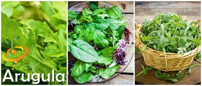 Fresh green arugula (rocket) seeds from SeedsNow, showcasing small, vibrant arugula seeds on a white background.