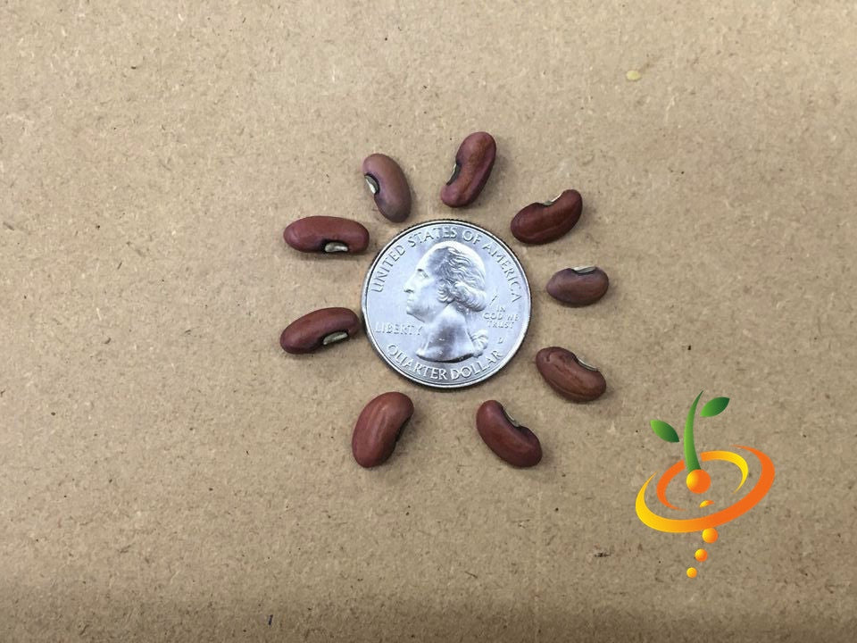 Yard-long asparagus pole bean seeds by SeedsNow, showing fresh green bean seeds for planting in the garden.