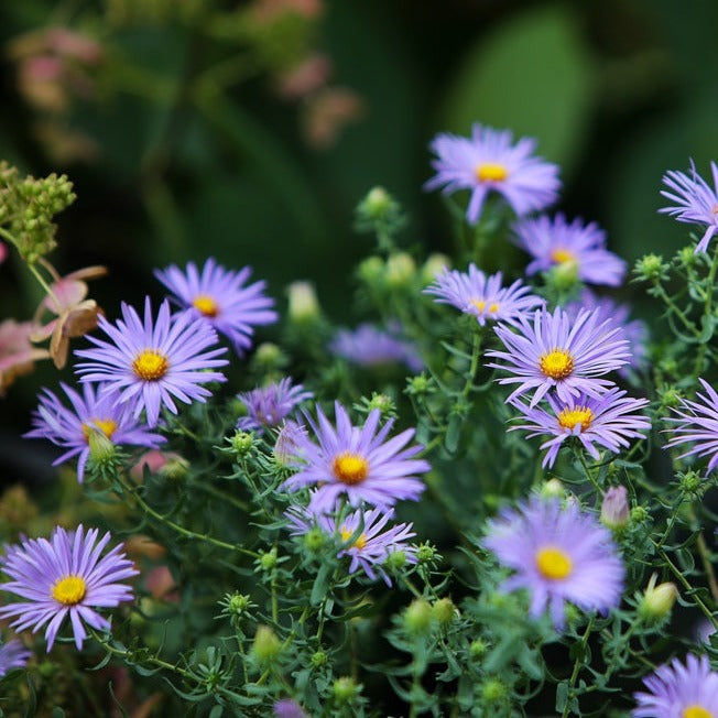 Aster Laevis smooth blue flower seeds from SeedsNow-Flowers, showcasing vibrant blue asters ready for planting.