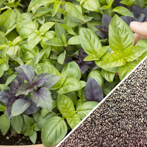 Close-up of fresh green and purple basil herb mix leaves with basil seeds in the corner, showcasing a variety of basil plants.