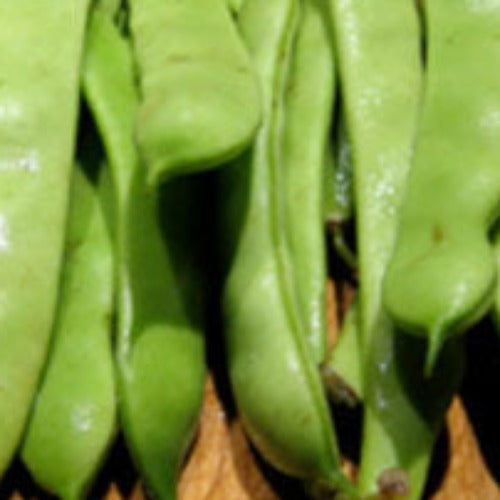 Roma II Bush Bean Italian snap bean seeds for sale in the USA! Tender, meaty. Find USA-quality heirloom organic non-GMO seeds to plant in your organic veggie garden!