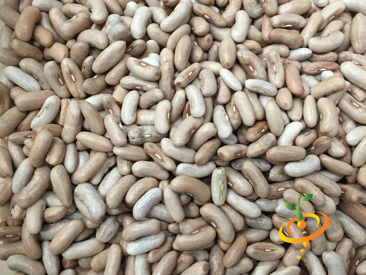 Bush bean seeds labeled Contender from SeedsNow, showing small beige seeds in a clear container.