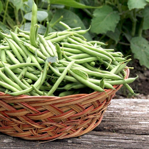 Buy premium Harvester Bush Bean seeds. USA-quality heirloom organic non-GMO seeds and more! Shop over 700 seed varieties to plant in your organic vegetable garden!