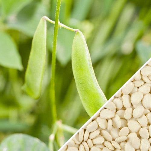 Thorogreen Lima Bush Beans for sale online! High-yielding, heirloom, compact bush plant. USA-quality heirloom organic non-GMO seeds to plant in your organic garden!