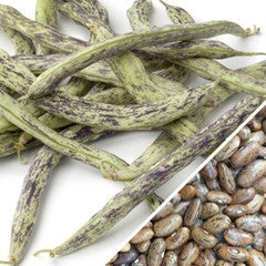 Fresh Rattlesnake pole beans from SeedsNow, green runner beans growing on a trellis with vibrant foliage.