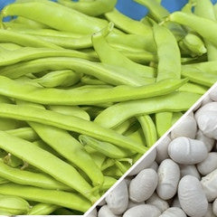 Romano Pole Bean pods and seeds close-up showing green stringless pods and white beans