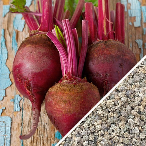 Fresh Early Wonder beet seeds from SeedsNow, ready for planting in garden or farm.
