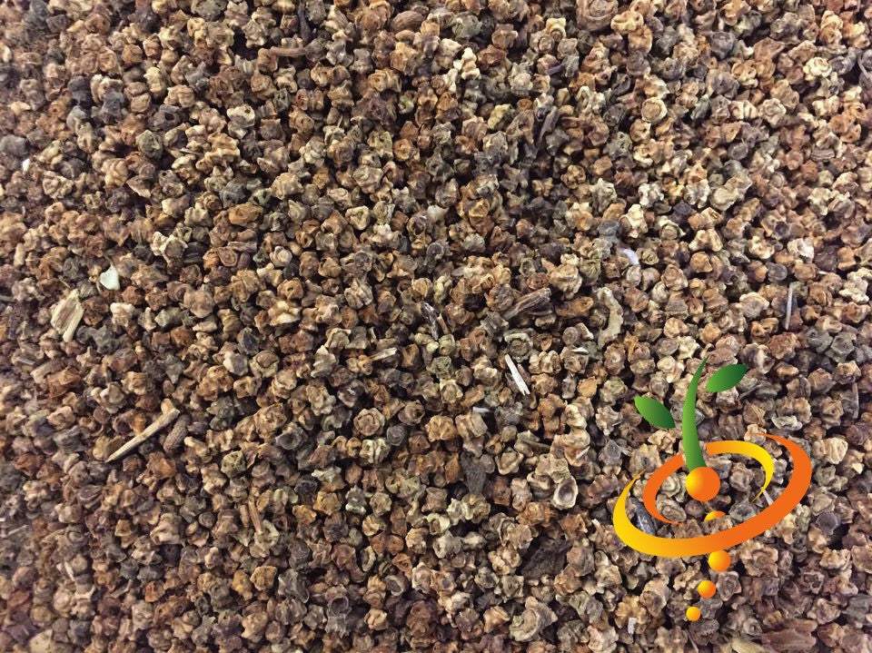 Close-up of Boltardy Beet seeds with brown and textured surface suitable for planting
