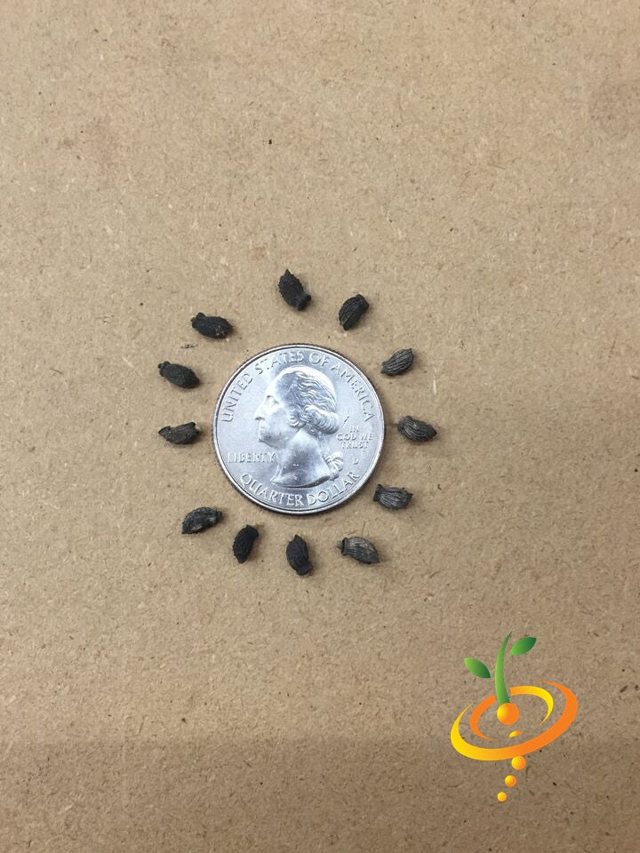Borage (Starflower) seeds from SeedsNow, small green seed packets with images of borage flowers on the label.