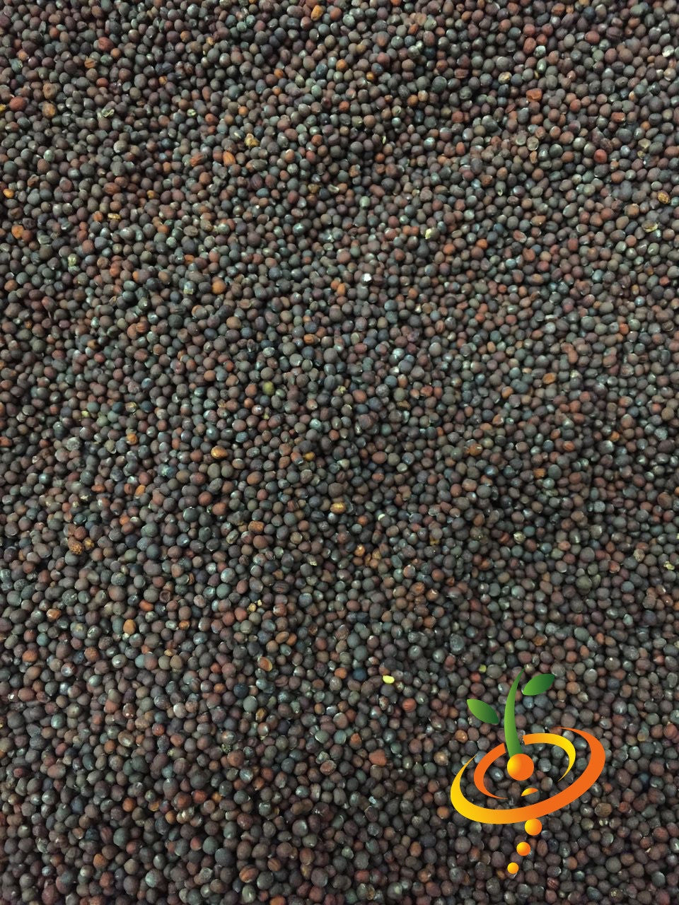Fresh early purple broccoli seeds from SeedsNow, showcasing vibrant green broccoli heads ready for planting.