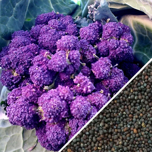 Close-up of fresh broccoli florets from SeedsNow Early Purple broccoli seeds, showcasing vibrant purple-green buds.