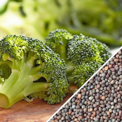 Fresh Waltham broccoli heads grown from SeedsNow seeds, showing vibrant green florets and sturdy stems.