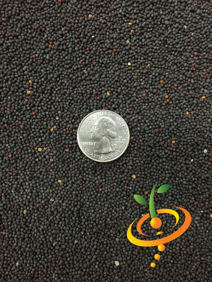 Bok Choy Chinese cabbage seeds from SeedsNow, showing fresh green seed packets with leafy cabbage and bok choy illustrations.