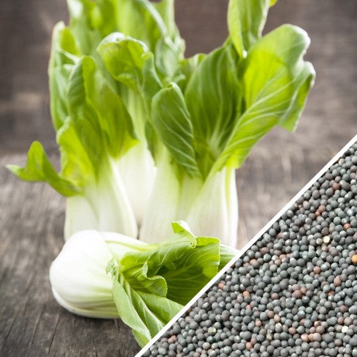 Bok Choy Chinese cabbage seeds from SeedsNow, showing small green seed packets with leafy vegetable illustrations.
