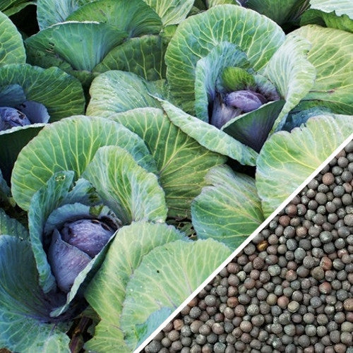 Mature Mammoth Red Rock cabbage heads with green leaves and close-up of cabbage seeds