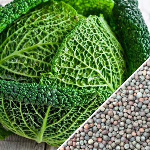 Close-up of green Savoy Perfection cabbage with textured leaves and mixed cabbage seeds