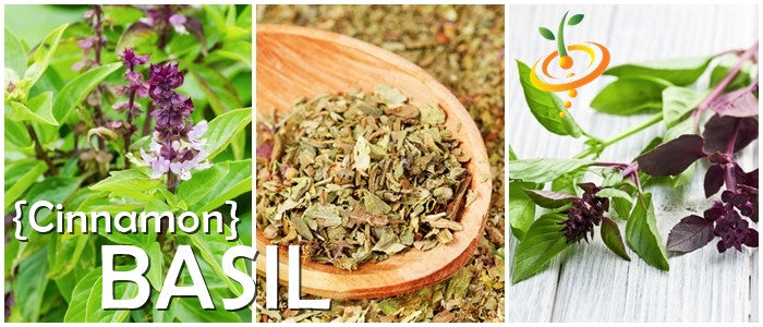 Mexican basil seeds, cinnamon basil variety, showing small green seeds with cinnamon-colored accents, ideal for herb gardening.