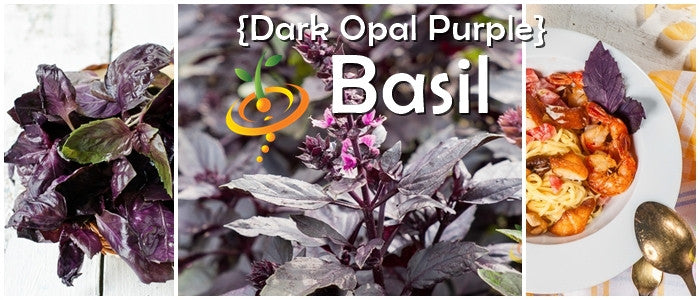 Dark Opal Purple basil seeds from SeedsNow, showing small purple basil seeds on a white background.