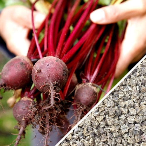 Dark red Detroit beet seeds from SeedsNow, showing small, round beet seed grains arranged in a cluster.