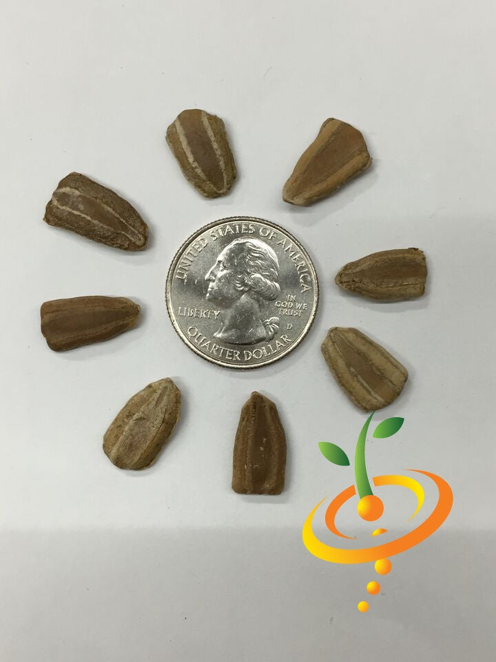 Gourd Caveman's Club seeds by SeedsNow, showing small green gourd seeds on a white background for planting or gardening.
