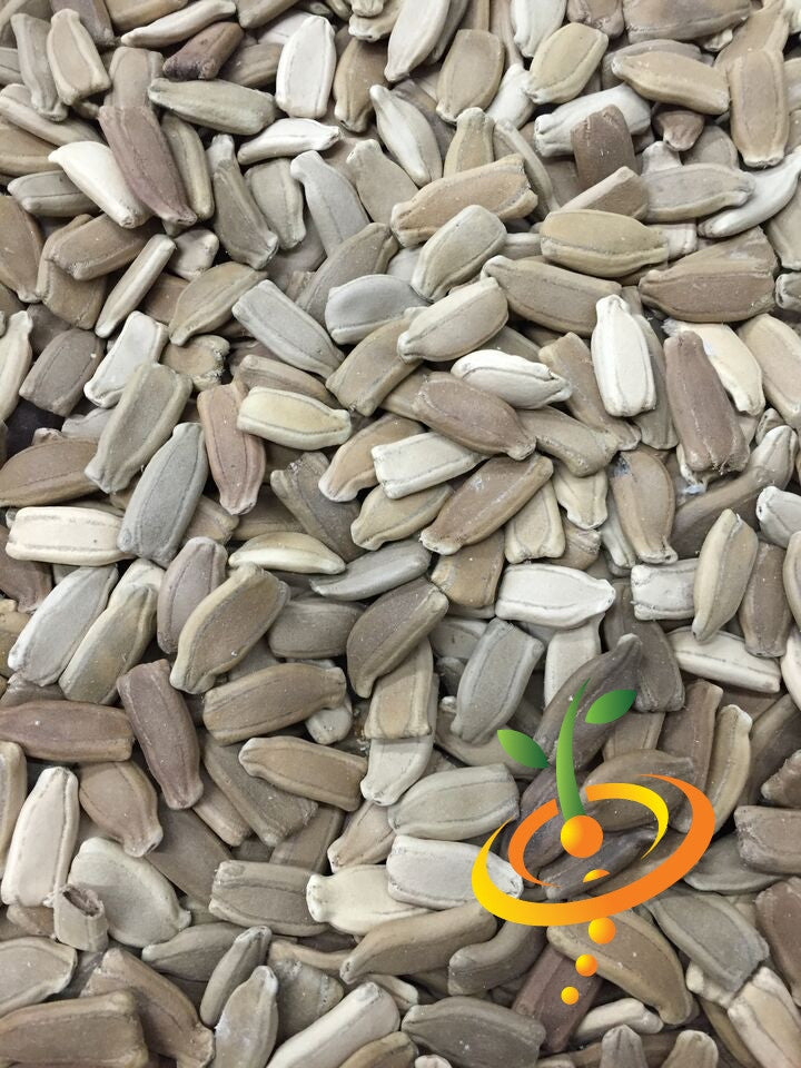Long Snake gourd seeds from SeedsNow, showing elongated green seeds ready for planting.